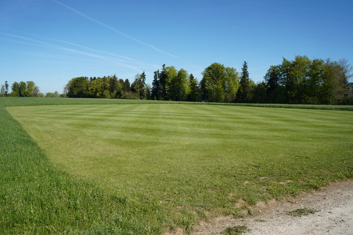 Man sieht ein grünes Feld.